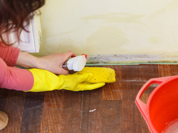 Why You Should Choose Our Mold Remediation Services in Savannah, TX